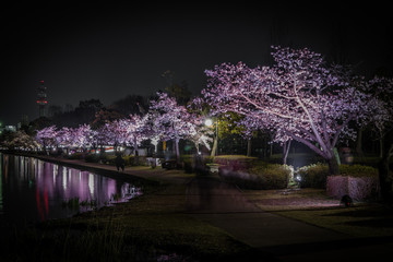 Senba Lake Cherry Blossoms