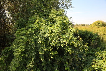 wild hops in the nature reserve