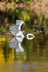 great egret (Ardea alba) in autumn