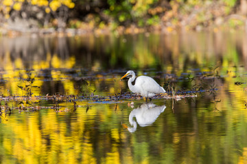 great egret (Ardea alba) in autumn