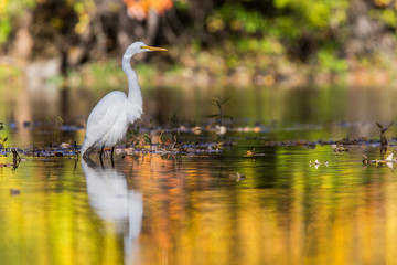 great egret (Ardea alba) in autumn