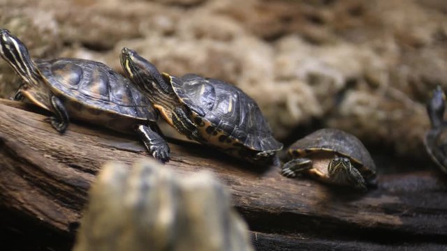 Turtles are sitting on a log