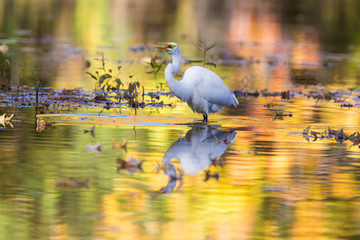 great egret (Ardea alba) in autumn