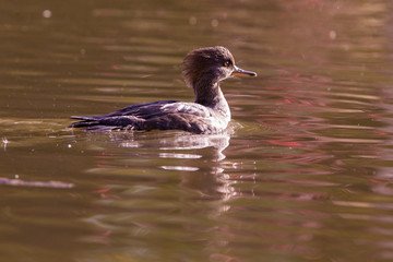 Female  hooded merganser (Lophodytes cucullatus) in autumn