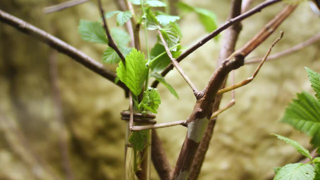 Walking Stick insect. Image of a siam giant stick insect on leaves on nature background. Insect Animal.