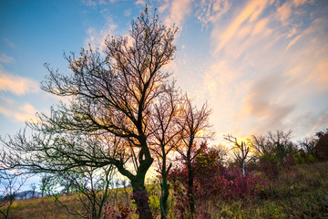 Fototapeta premium Autumn landscape at the sunset
