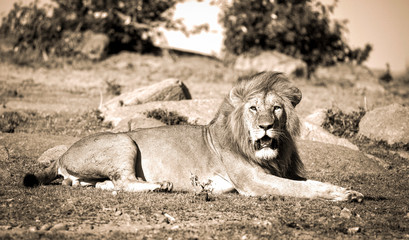 A magnificent male lion lies before a rocky outcrop in sepia