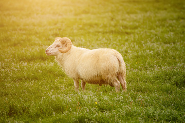 Naklejka premium Sheep grazing in Iceland
