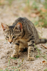 beautiful young spotted cat on the street. cat in the wild