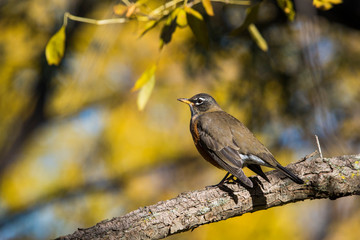 American Robin in winter