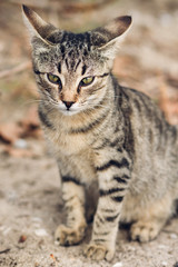 beautiful wild tabby cat, portrait of a cat in the wild