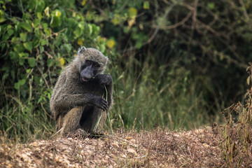 Wild baboons on road in Uganda Africa