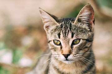 beautiful wild tabby cat, portrait of a cat in the wild