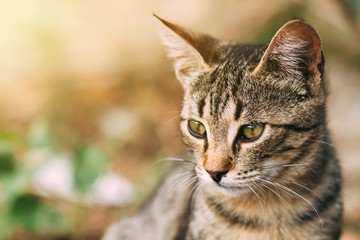 beautiful wild tabby cat, portrait of a cat in the wild