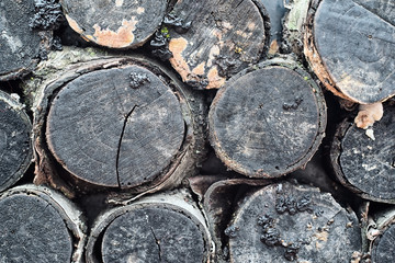 Black decorative birch logs with lichen, moss, mold and mushrooms. Decor mobile cafe.