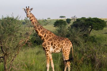 Naklejka na ściany i meble Wild giraffes in Uganda Africa