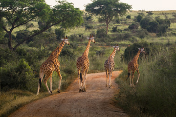 Wild giraffes in Uganda Africa