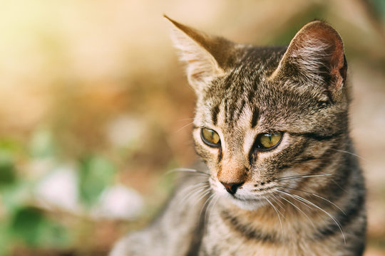 beautiful wild tabby cat, portrait of a cat in the wild