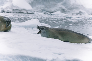 Fototapeta premium Antartica Expedition