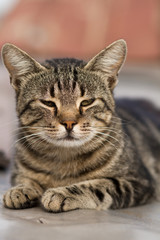 Naklejka na ściany i meble portrait of striped cat, beautiful cat close - up, wild cat