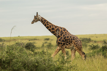 Wild giraffes in Uganda Africa