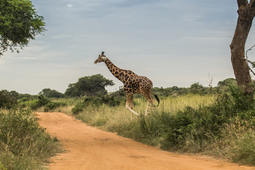 Wild giraffes in Uganda Africa