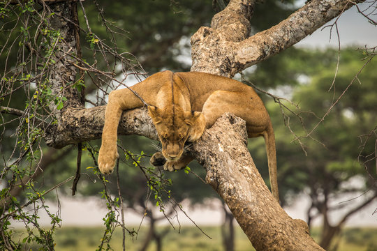 Wild lion sleeping in tree in Murchison Falls National Park Uganda Africa - Powered by Adobe