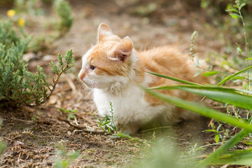 beautiful red kitten sit on the street, white-red cat in nature