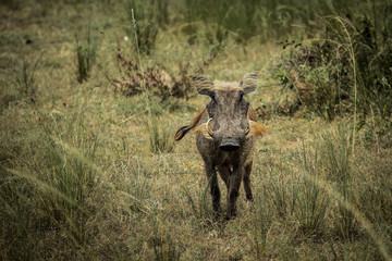 Warthog in Murchison Falls National Park Uganda Africa