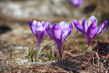 Beautiful first spring flowers. View of close-up blooming violet crocuses on a meadow in spring time. Nature background Images. Europe.