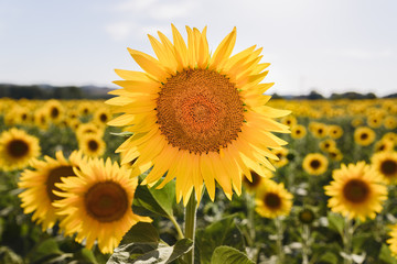 Obraz premium Sunflower close up in the field with a little bee