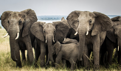 Wild elephant family with baby in Uganda Africa