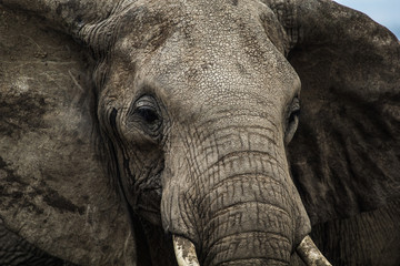 Fototapeta premium Wild elephant in Murchison Falls National Park Uganda Africa