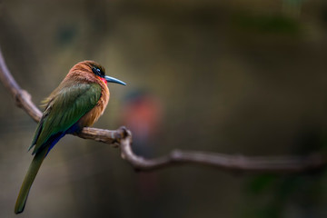 kingfisher on a branch