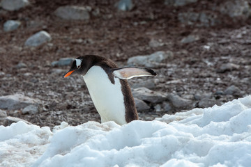 Obraz premium Antartica Expedition