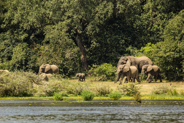 Obraz premium Wild elephant family in Uganda Africa