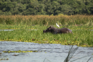 Wild hippos in Uganda