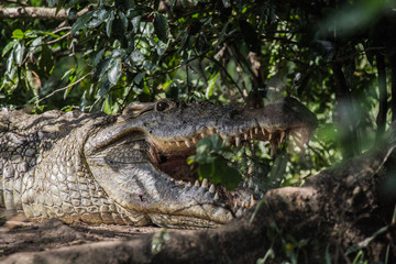Crocodile in Uganda Africa