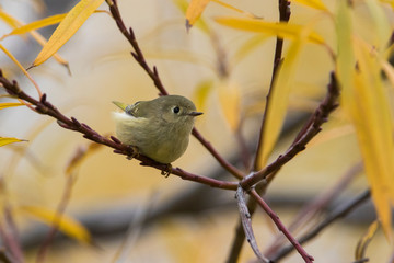 ruby-crowned kinglet (Regulus calendula) in autumn