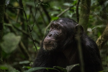Wild male chimpanzee in Kibale National Park Uganda Africa