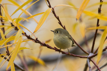 ruby-crowned kinglet (Regulus calendula) in autumn