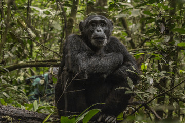 Wild male chimpanzee in Kibale National Park Uganda Africa