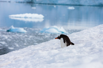 Antartica Expedition