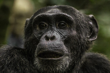 Wild male chimpanzee in Kibale National Park Uganda Africa