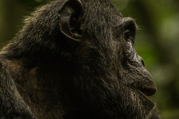 Obraz premium Wild male chimpanzee in Kibale National Park Uganda Africa