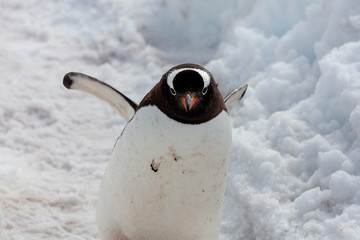 Antartica Expedition © Ralph