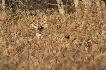 white tailed deer buck in autumn