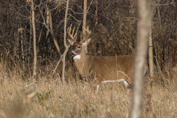 white tailed deer buck in autumn