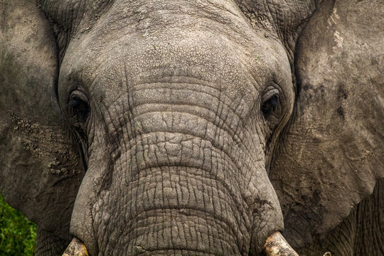Wild elephant in Uganda Africa