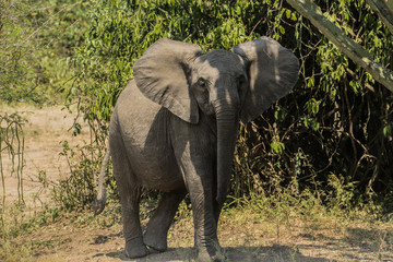 Wild baby elephant in Queen Elizabeth National Park Uganda